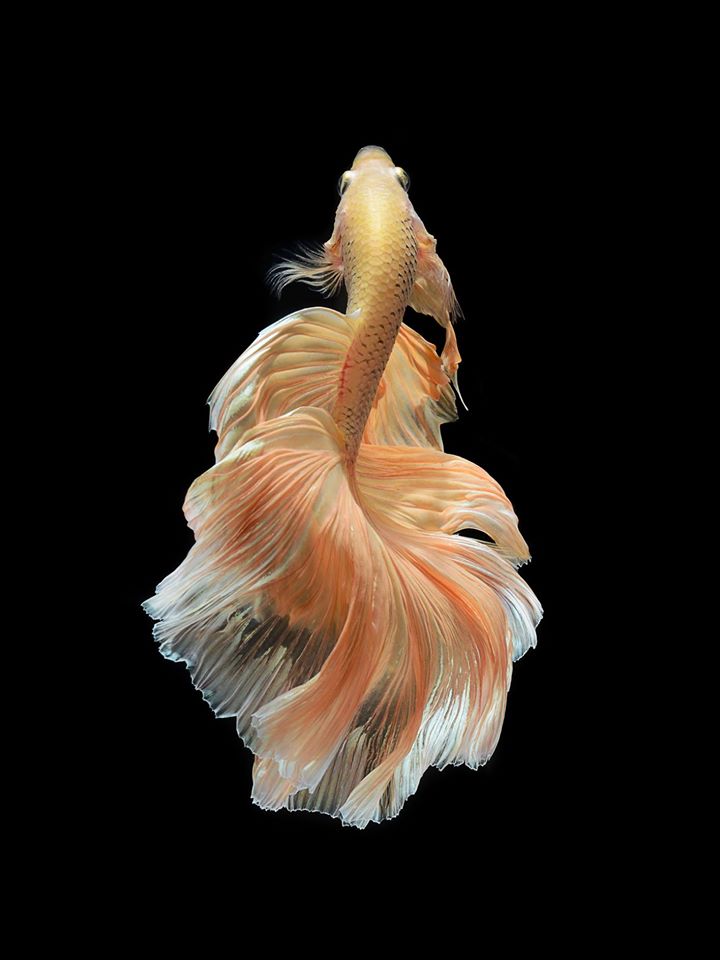 Siamese Fighting Fish Portraits on Apple iPhone 6s 